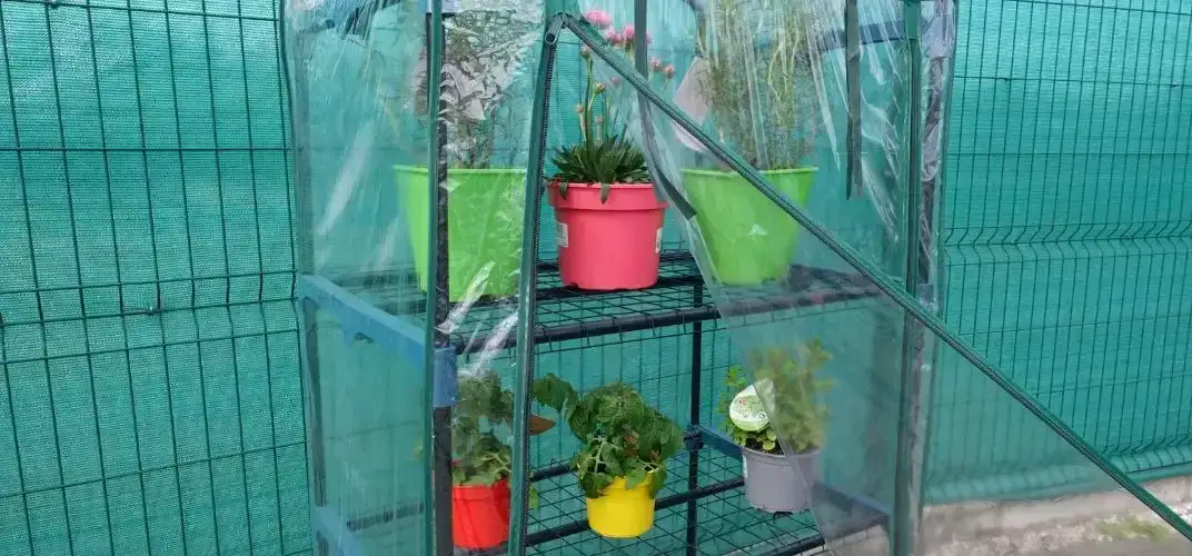 Rośliny do szklarni balkonowej