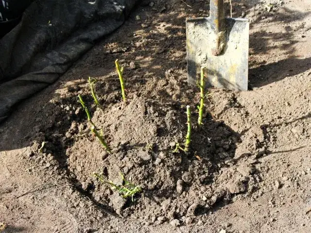 sadzenie r&oacute;ż jesienią kopczykowanie