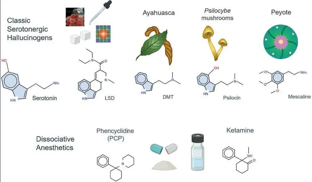 psylocybina ayahuasca lsd