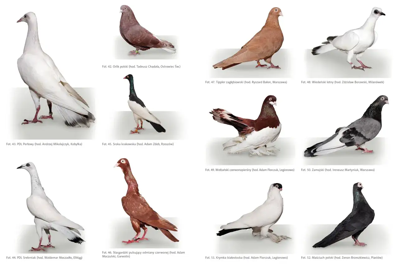 rasy gołębi mięsnych por&oacute;wnanie