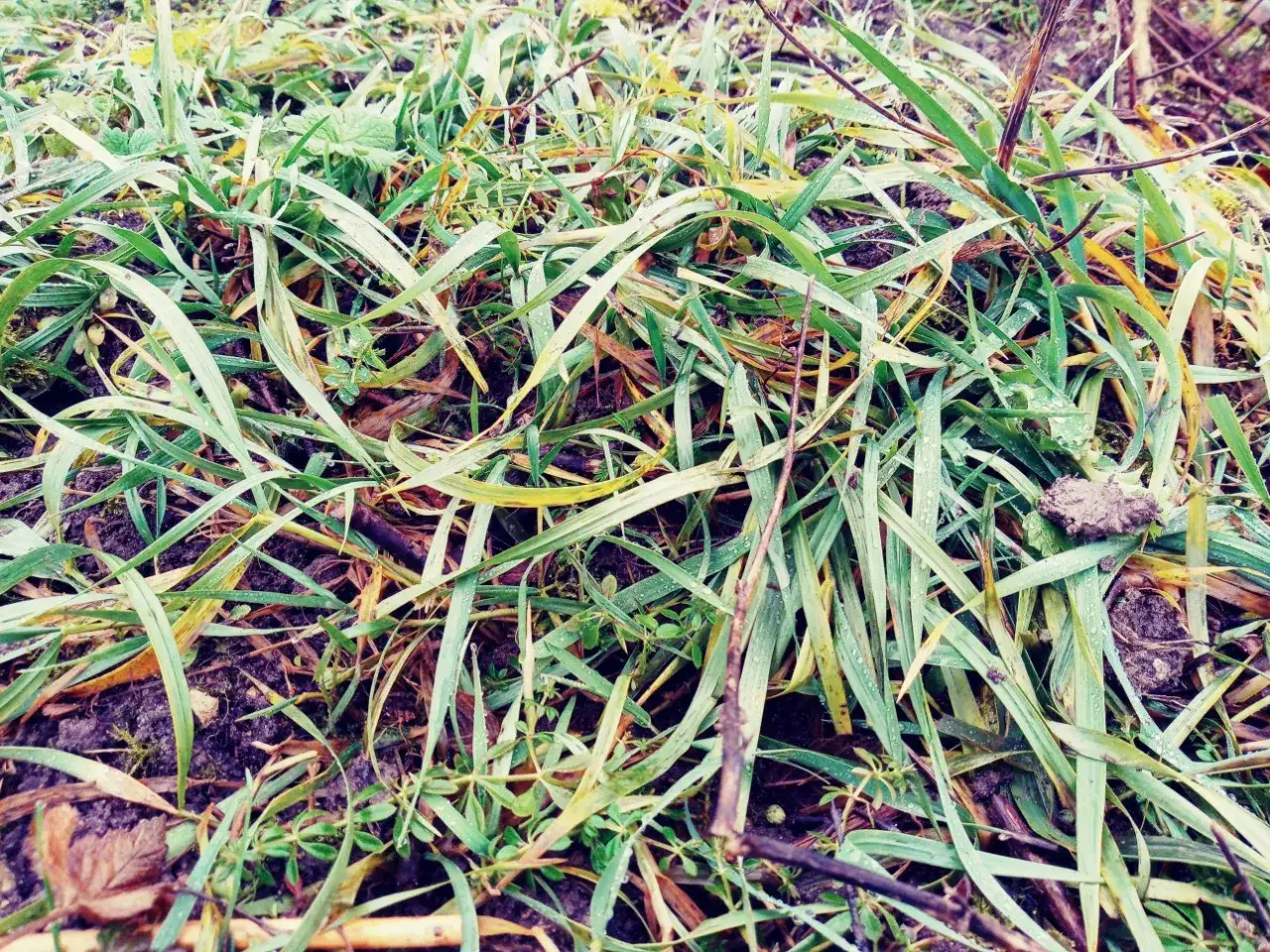 Gęsta trawa, z widocznymi źdźbłami perzu, niektóre żółknące, z kroplami rosy.