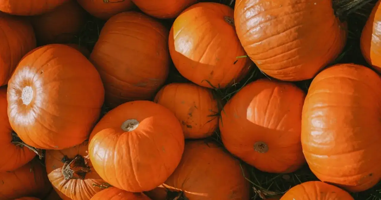 Mnóstwo pomarańczowych dyń, które kryją w sobie cenne dynia właściwości zdrowotne. Idealne na jesienne przetwory i zdrowe posiłki.