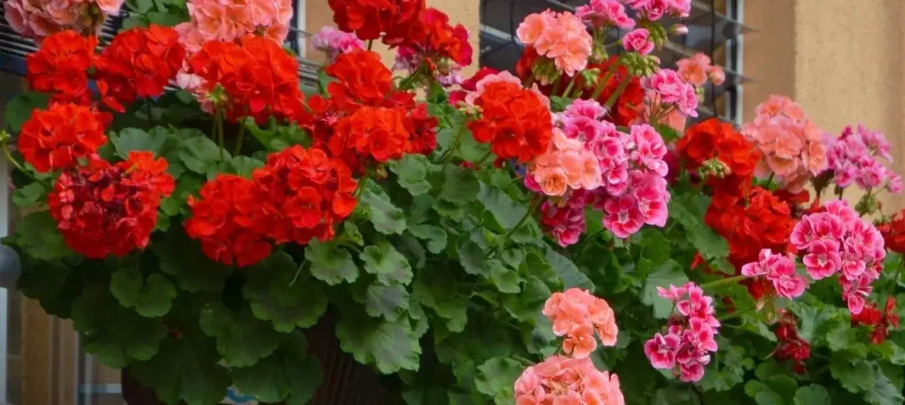 R&oacute;żne typy pelargonii i ich przycinanie