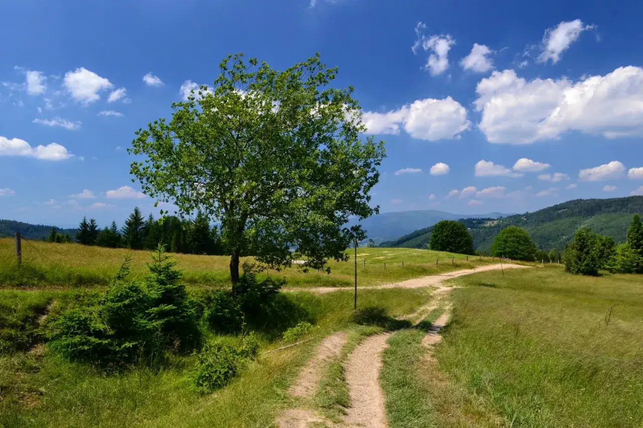 Piękny letni dzień na g&oacute;rskich halach. Kręta ścieżka prowadzi przez zielone łąki, a w oddali widać zalesione wzg&oacute;rza.
