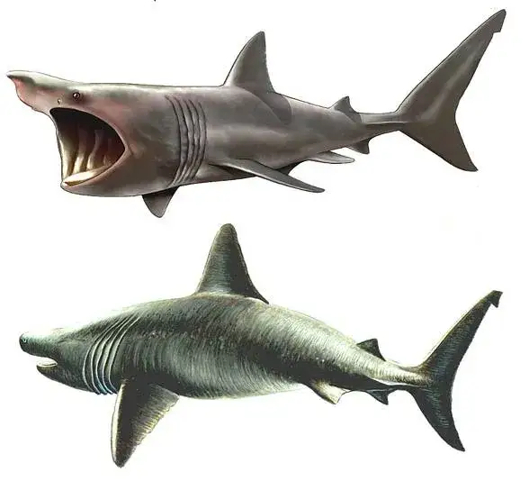 Długoszpar rozmiar por&oacute;wnanie