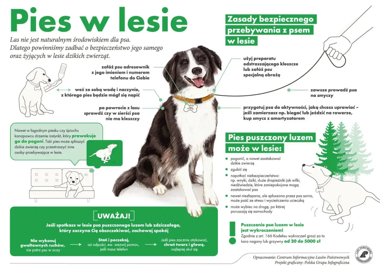 Spacer z psem w lesie wymaga przygotowania: adresownik, woda, preparat na kleszcze, smycz. Uważaj na dzikie zwierzęta i pamiętaj, że puszczanie psa luzem jest wykroczeniem.