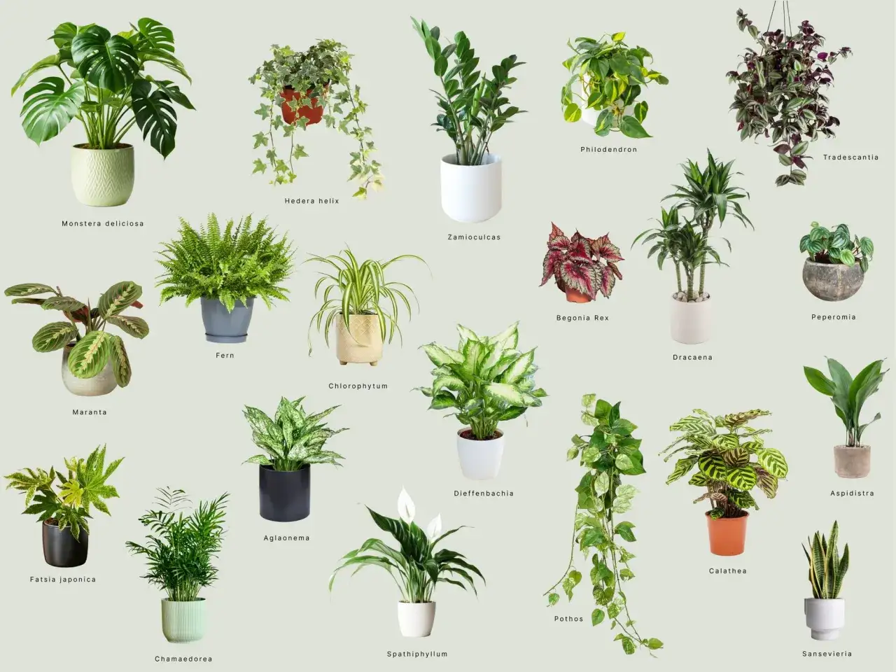 Kolekcja roślin doniczkowych, od Monstera po Sansevieria. Szukasz idealnego imię dla kwiatka?