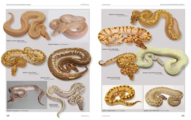 różne odmiany barwne pytona królewskiego