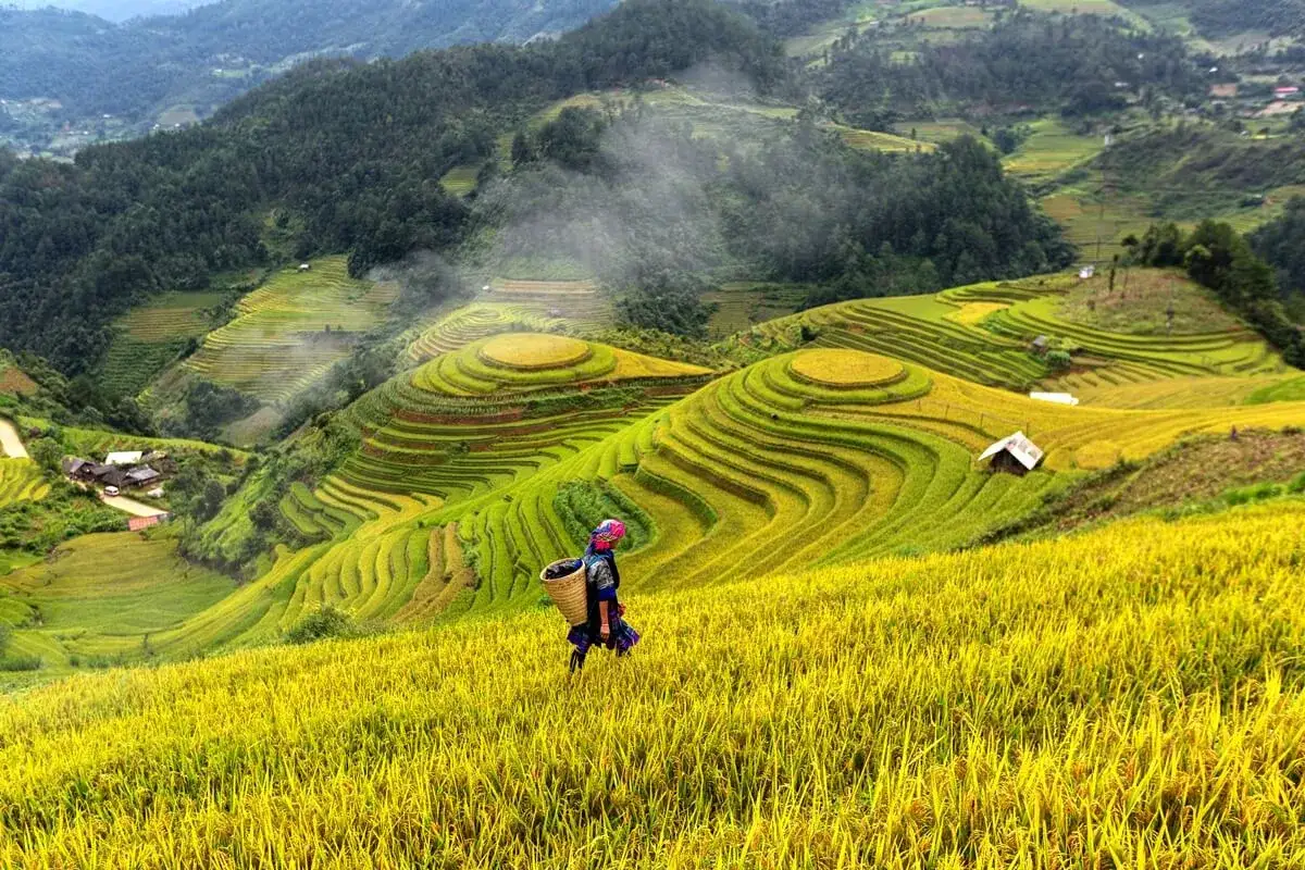 Tarasy ryżowe w Wietnamie, idealne do odwiedzenia, gdy dojrzewa ryż. Kobieta z koszem idzie przez złote pola.