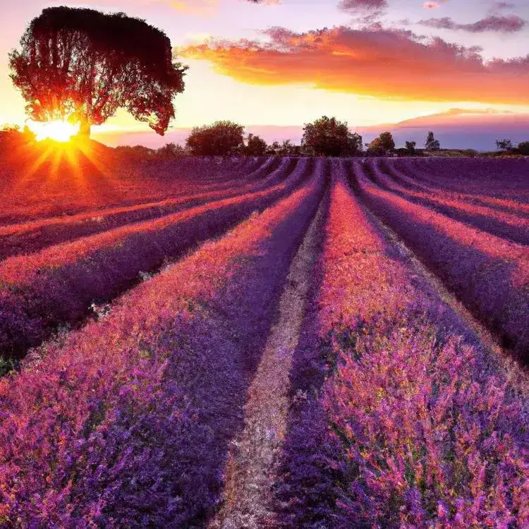 Zdjęcie Jak długo kwitnie lawenda? Poznaj sekrety jej pięknego kwitnienia