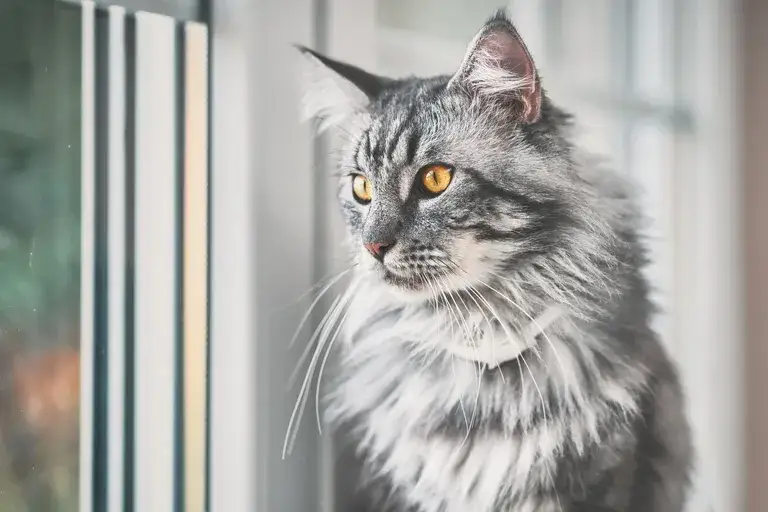 Zdjęcie Maine coon sierść czy włosy - co musisz wiedzieć o pielęgnacji
