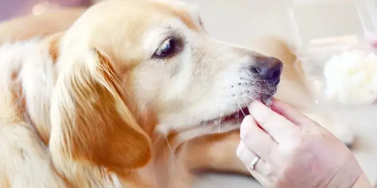 Zdjęcie Czy pies może jeść imbir? Bezpieczne ilości i potencjalne ryzyko