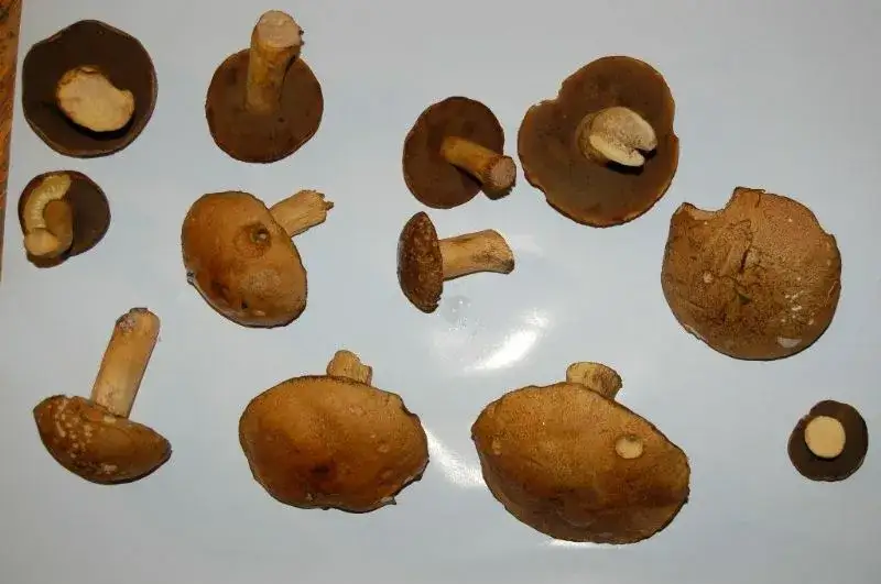 Zdjęcie Jak rozpoznać jasnobrązowy grzyb w lesie - cechy charakterystyczne