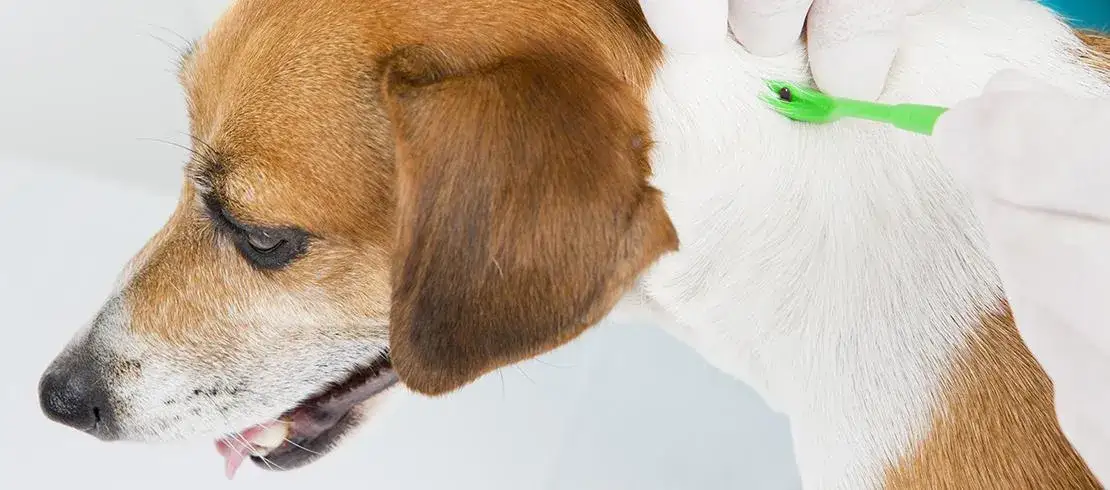 Zdjęcie Cómo actuar si a mi perro le ha picado una garrapata y evitar problemas