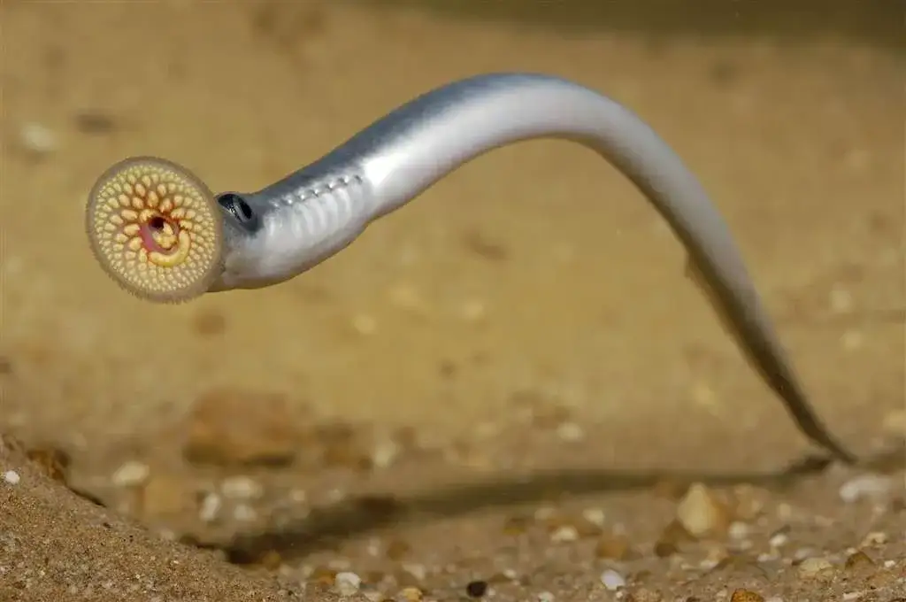 Zdjęcie Jakie zwierzęta żyją w Bałtyku? Odkryj ich fascynujące gatunki