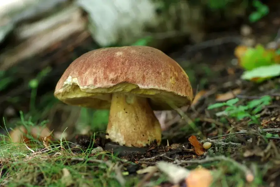 Zdjęcie Jak rozpoznać borowika sosnowego: profesjonalne cechy i występowanie