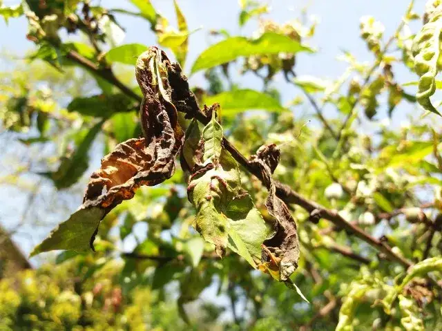 Zdjęcie Kiedy opryskiwać drzewa owocowe miedzianem, aby uniknąć chorób?