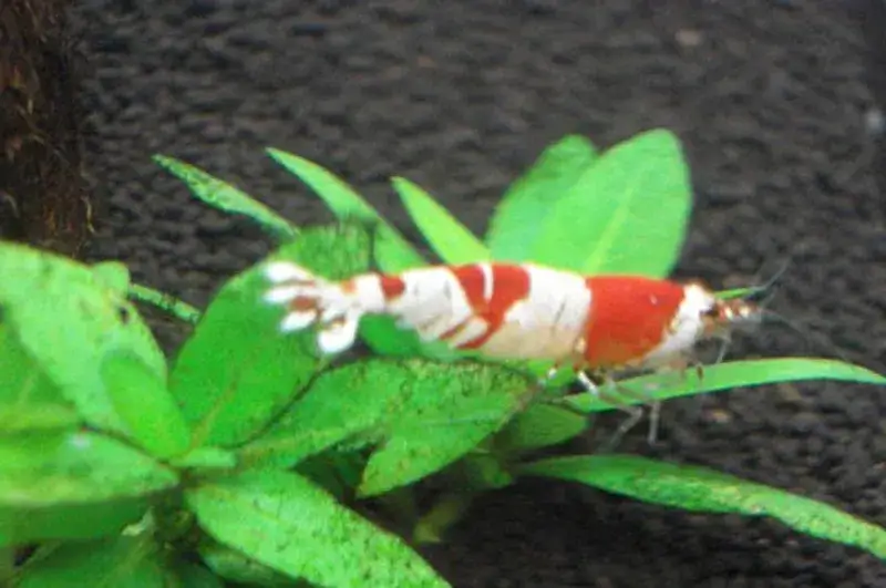 Zdjęcie Jakie raki do akwarium z rybkami wybrać, by uniknąć problemów?