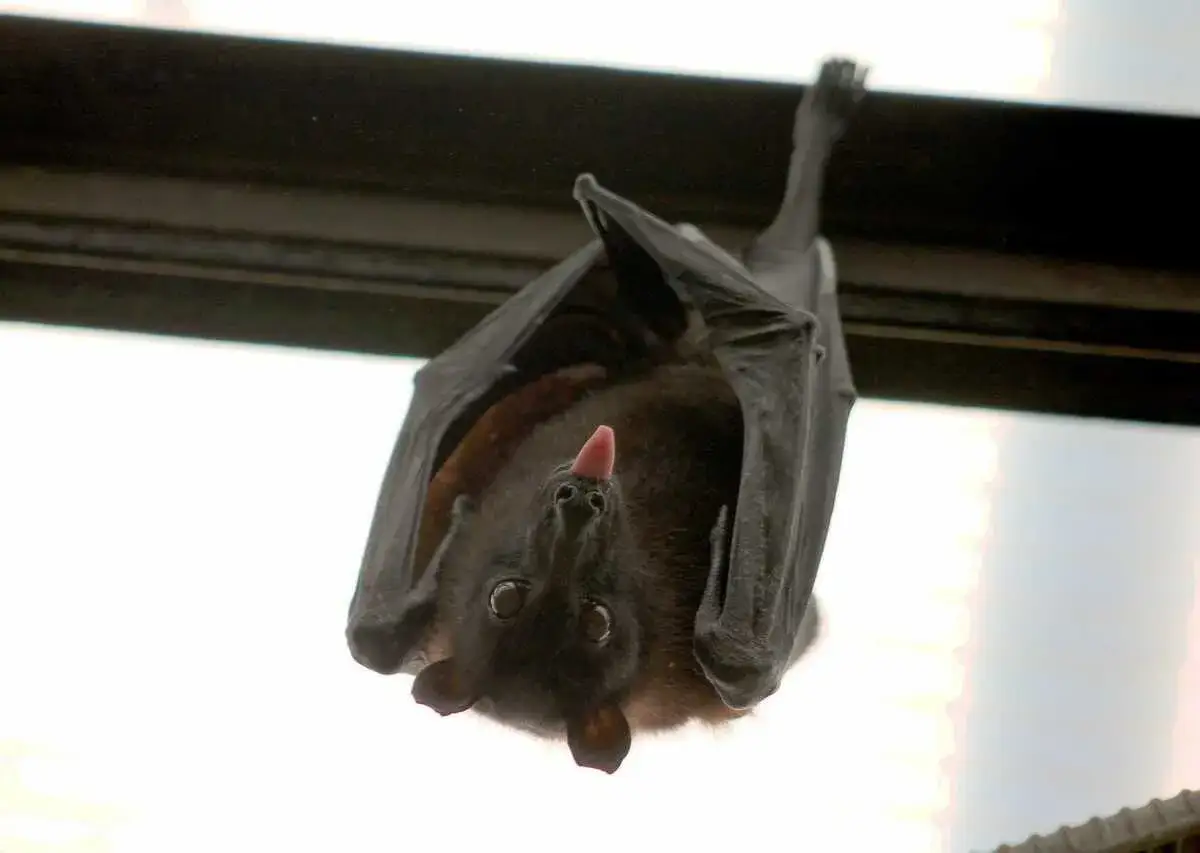 Nietoperz zwisa głową w dół, wystawiając różowy język. To pokazuje, co jedzą nietoperze - owoce i nektar.