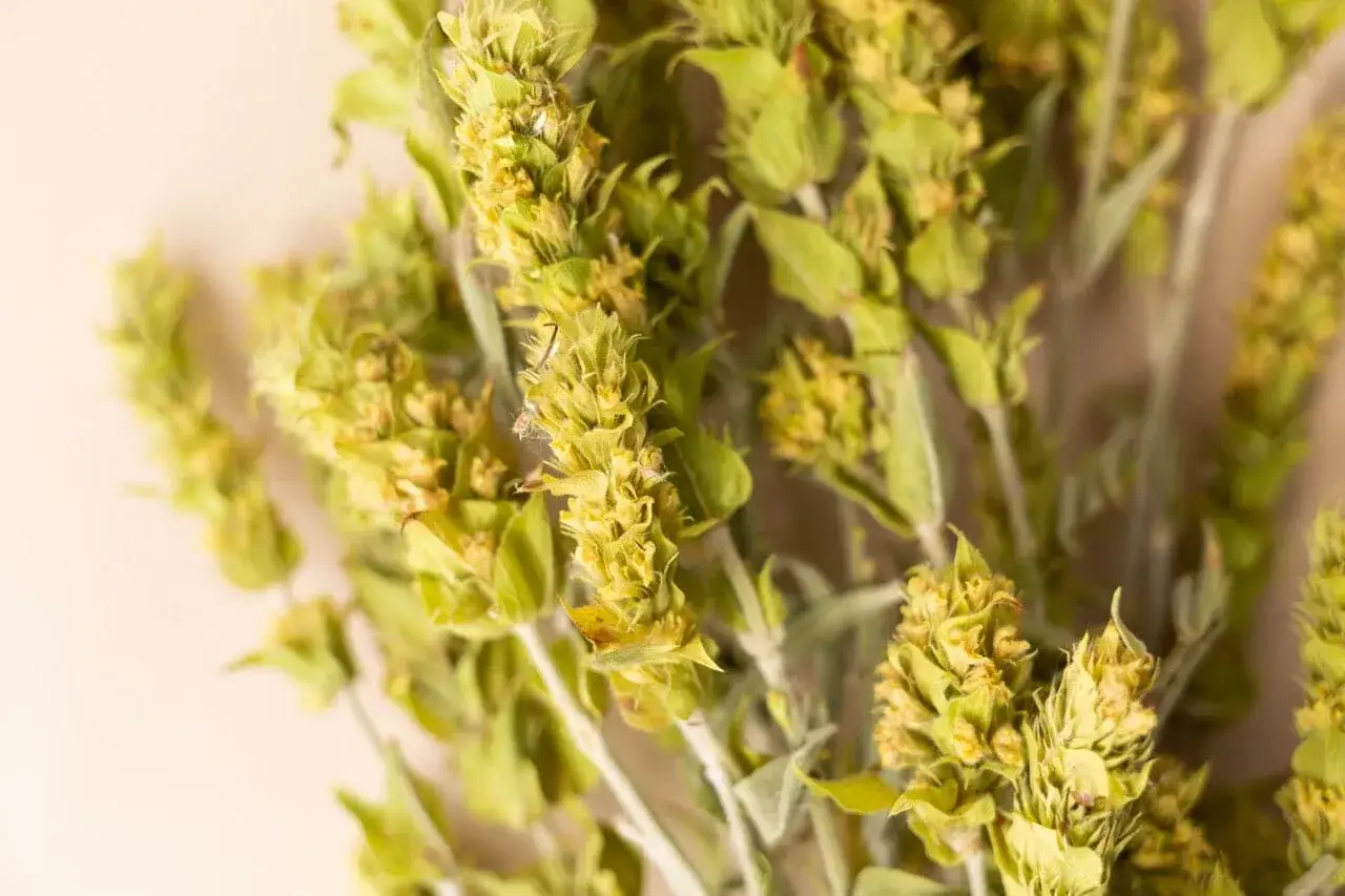 Gojnik herbata: ziele z drobnymi ż&oacute;łtymi kwiatami. Zanim zaczniesz pić, sprawdź gojnik herbata przeciwwskazania.