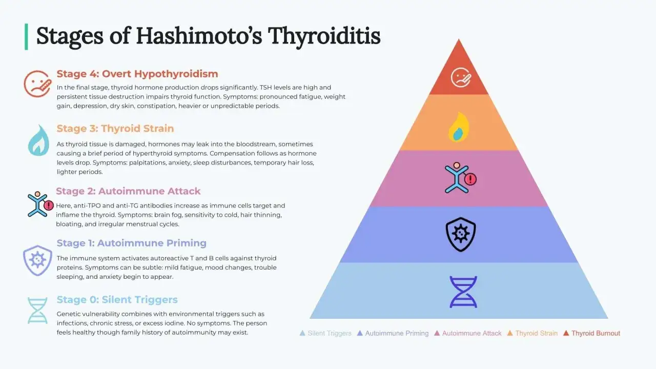 Etapy zapalenia tarczycy Hashimoto: od cichych wyzwalaczy po niedoczynność. Zrozumienie tych etap&oacute;w to klucz do tego, jak leczyć hashimoto.