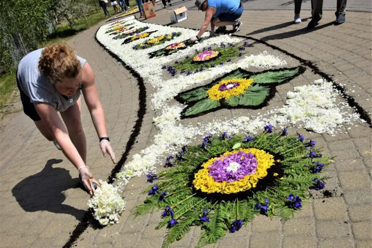Ludzie tworzą dywan kwiatowy na procesję Bożego Ciała. Kobieta układa białe kwiaty.