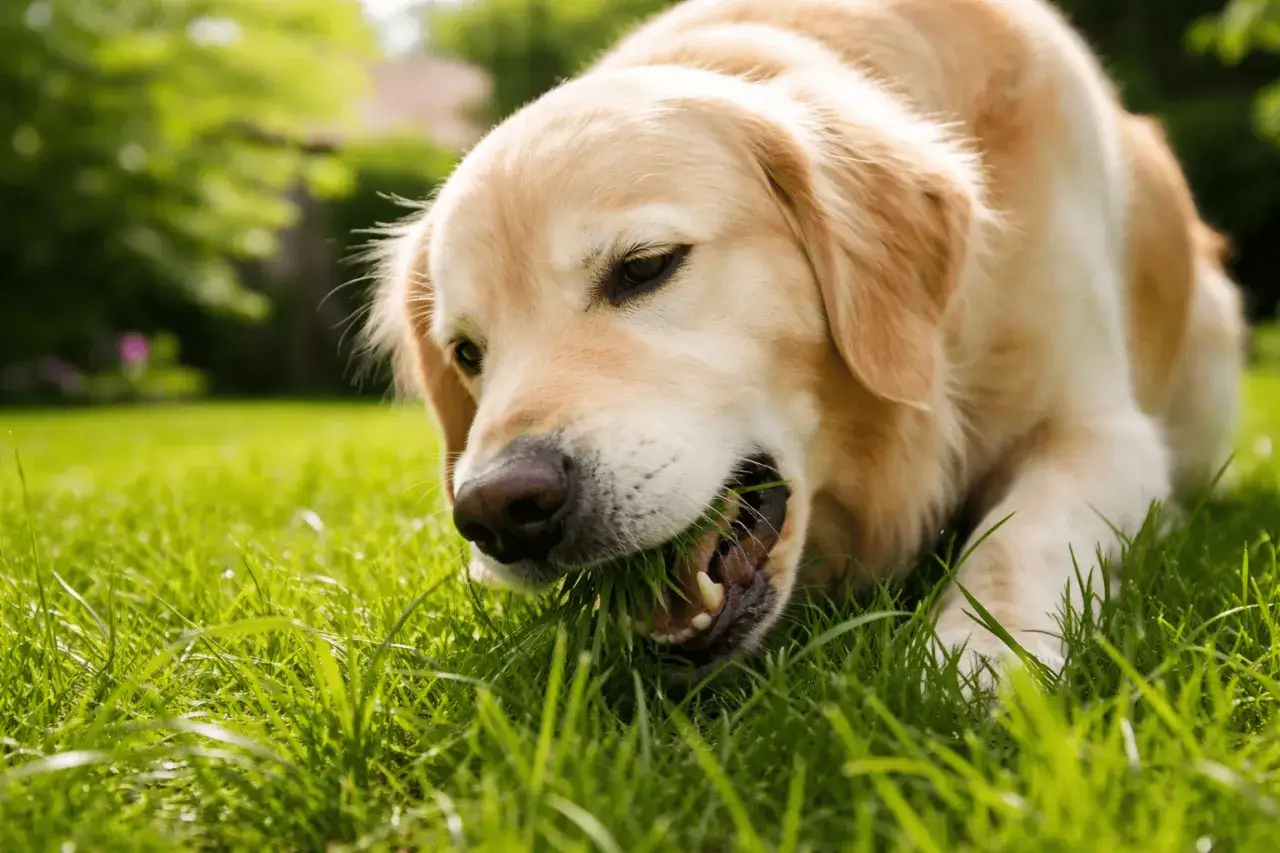 Złoty retriever z apetytem chrupie soczystą trawę w ogrodzie. Pies je trawę i nie wymiotuje, ciesząc się zielonymi smakołykami.