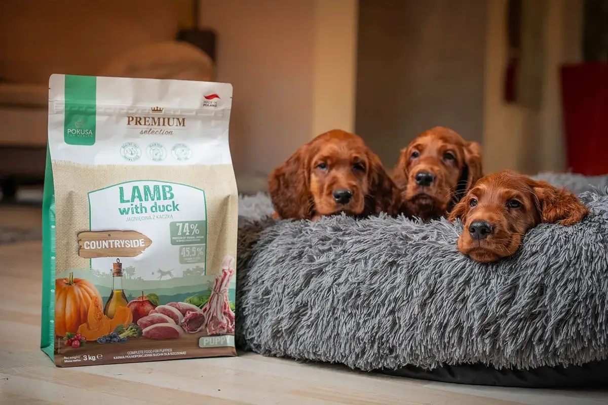 Trzy urocze szczenięta rasy Irish Setter leżą w miękkim legowisku obok worka karmy. Zastanawiasz się, jak często karmić szczeniaka? Ta karma z jagnięciną i kaczką to świetny wybór.