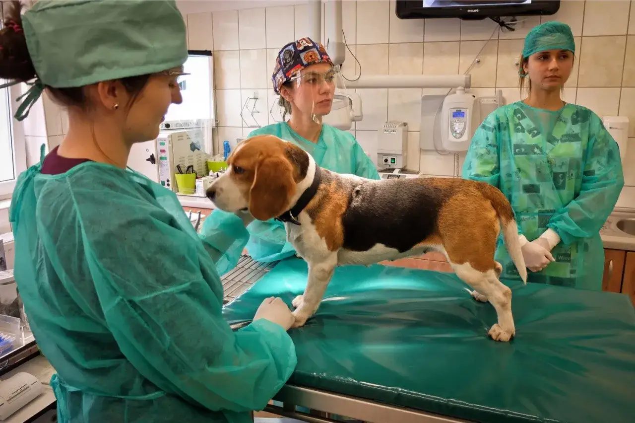 Lekarz weterynarii to doktor, który dba o zdrowie zwierząt. Tutaj beagle jest badany przez zespół w klinice.