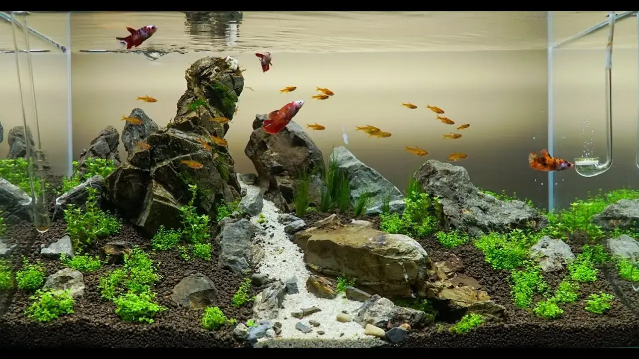 przykładowe obsady akwarium 60l