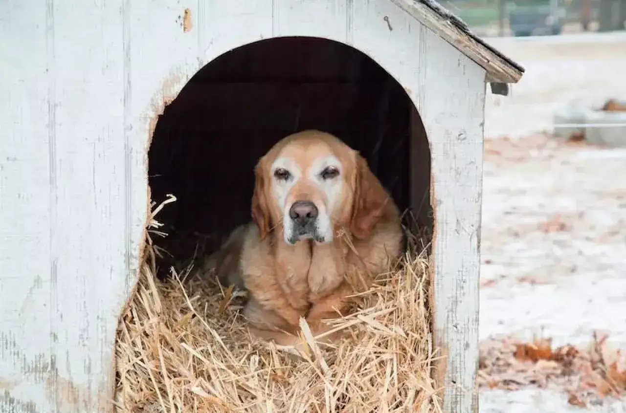 Staruszek w budzie na słomie. Czy słoma czy siano jest lepsze dla psa do budy? Słoma zapewnia ciepło i suchość.