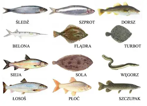 różne gatunki ryb Bałtyku