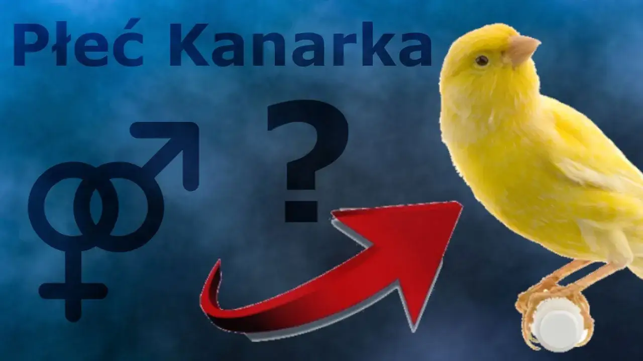 zachowanie kanarków samiec samica