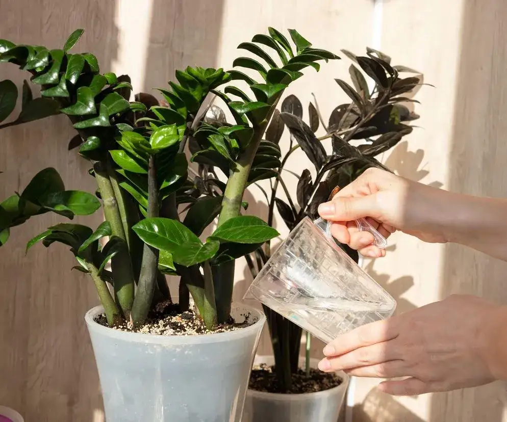 podlewanie zamiokulkasa