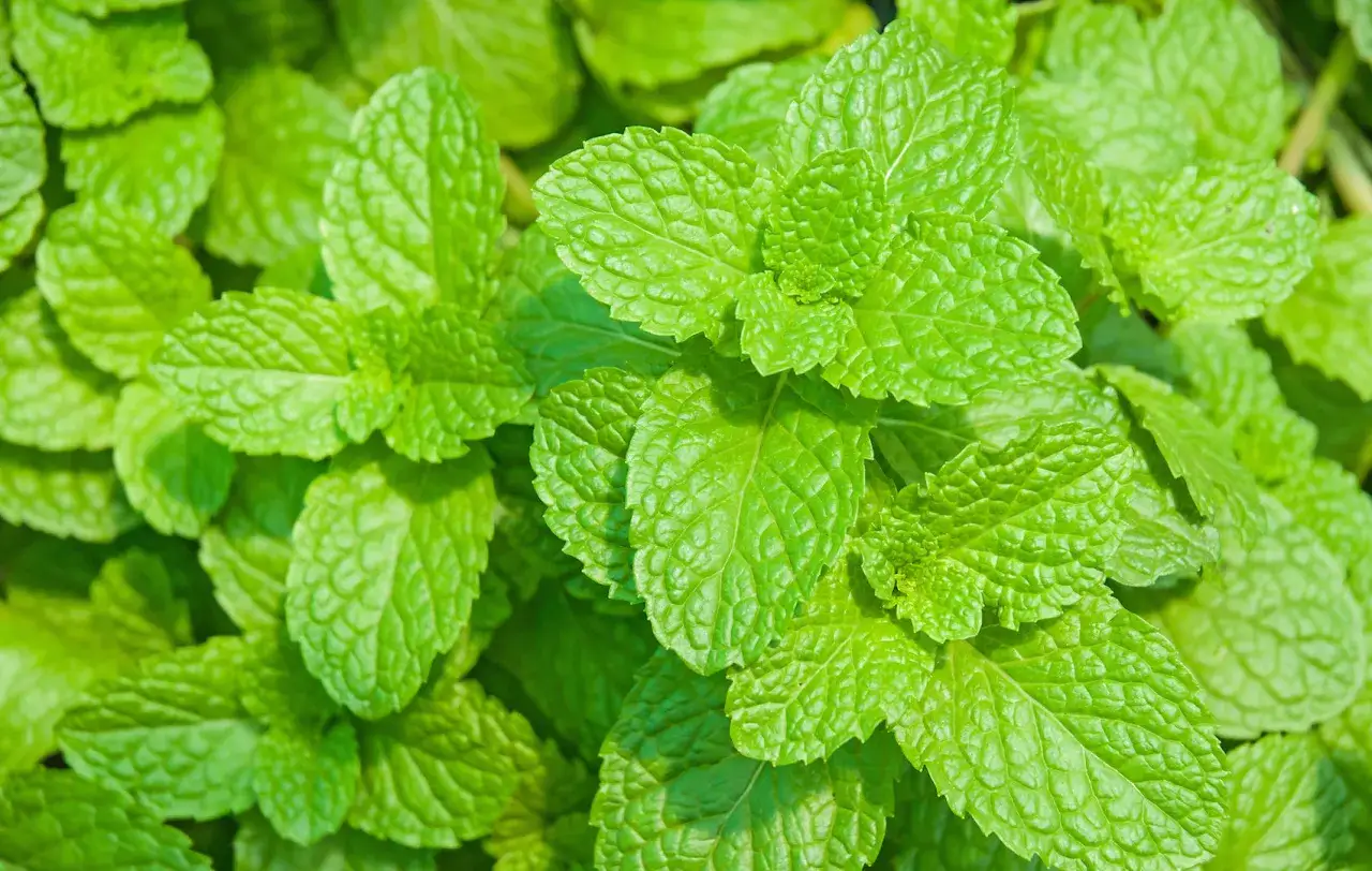 Kwiaty melisy lekarskiej zbliżenie