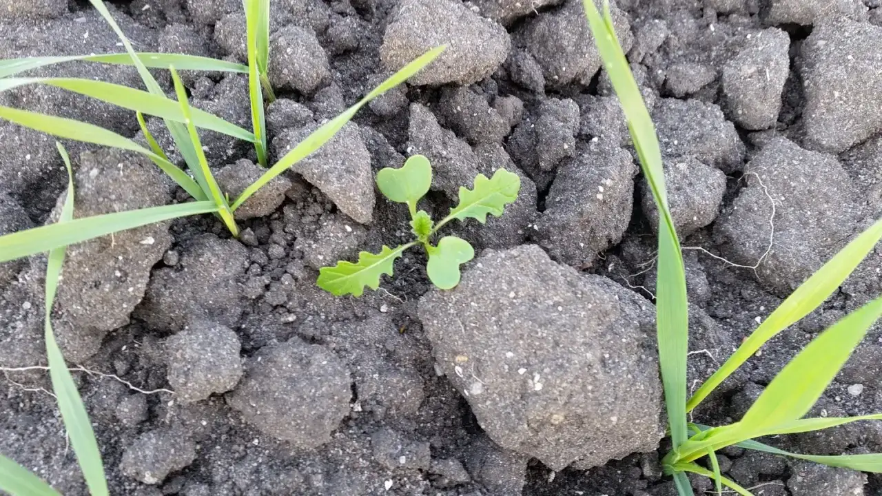 ognicha polna w uprawie, gorczyca polna szkody