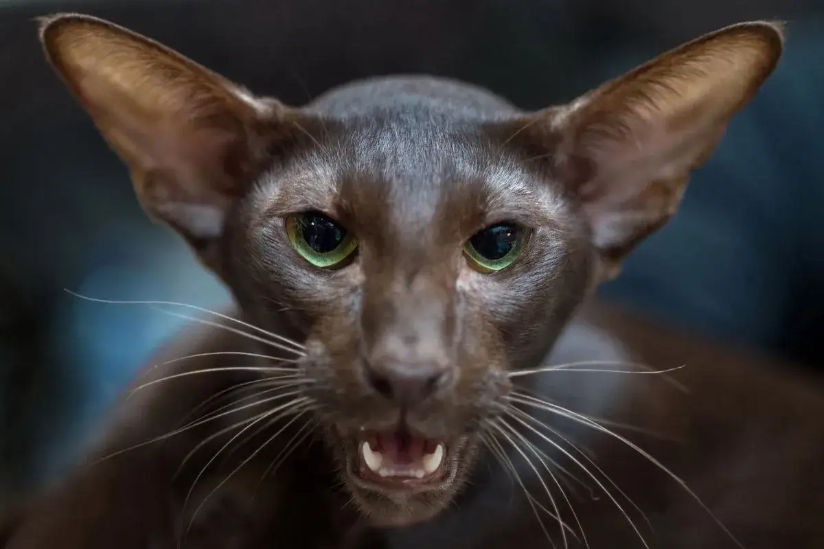 Brązowy kot z dużymi uszami i zielonymi oczami patrzy prosto w obiektyw.