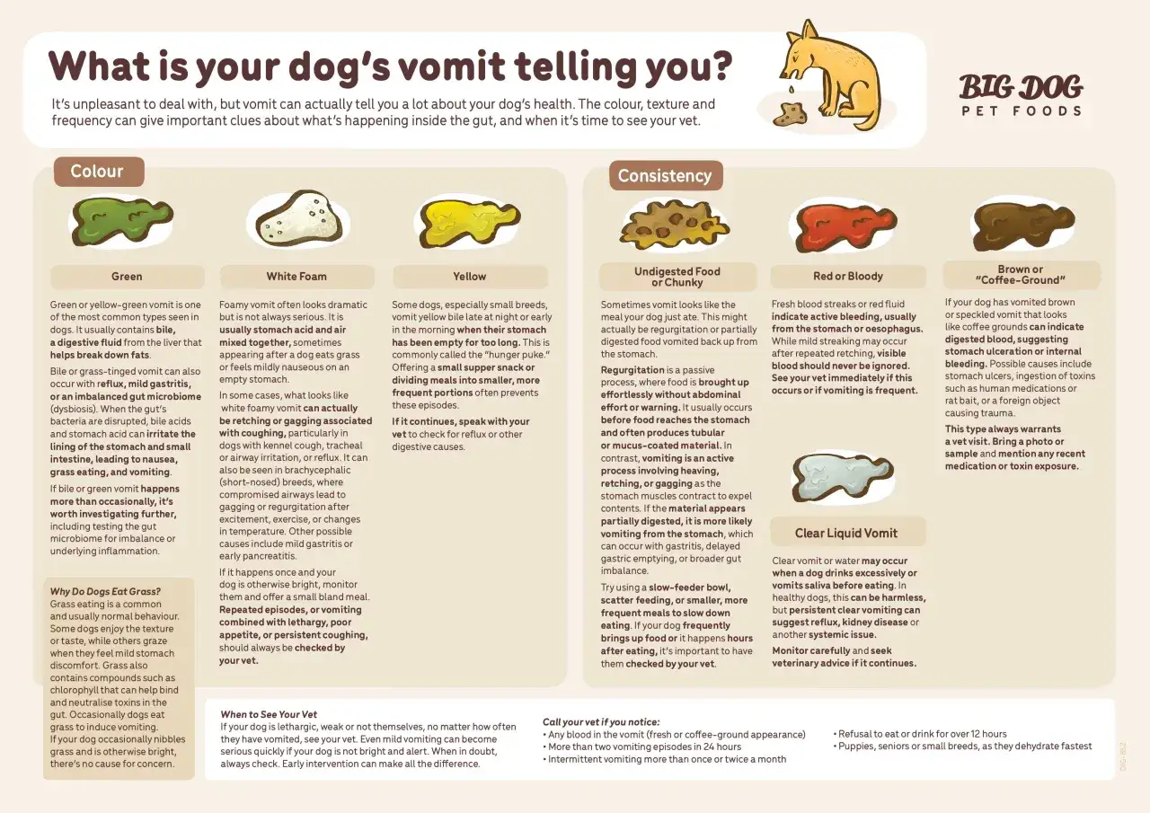 Pies wymiotuje wodą, co może oznaczać, że pił za dużo lub ma pusty żołądek. Jeśli problem się powtarza, skonsultuj się z weterynarzem.
