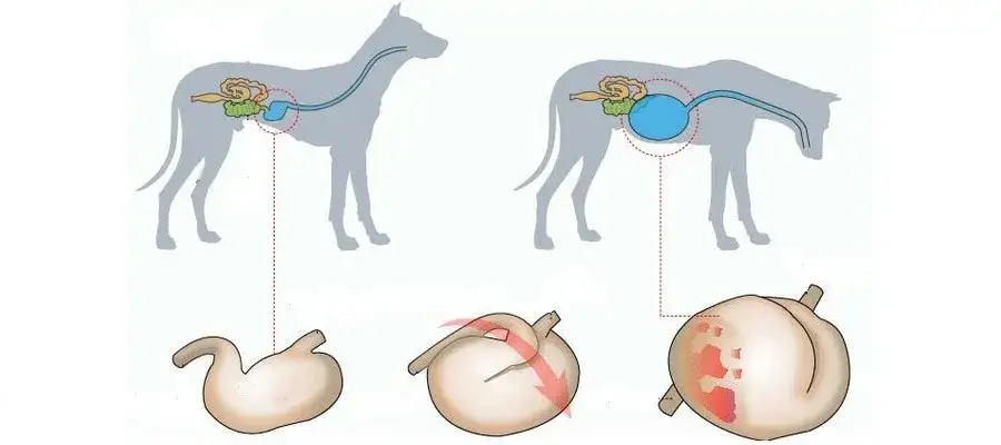 objawy skrętu żołądka u psa
