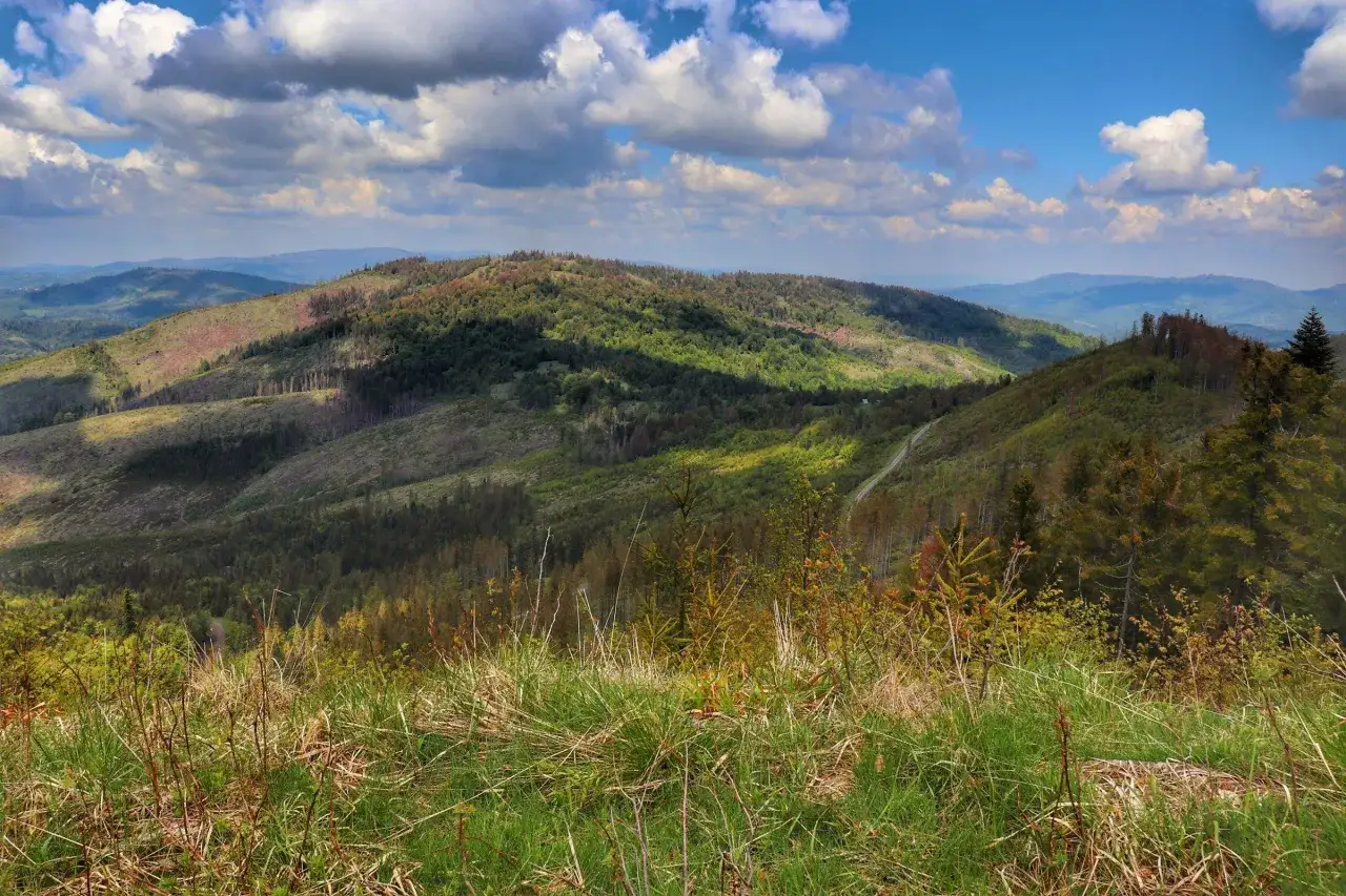 Widok na zielone wzg&oacute;rza Beskid&oacute;w, z widoczną drogą wijącą się między drzewami. To jedno z najpiękniejszych miejsc w Beskidach.