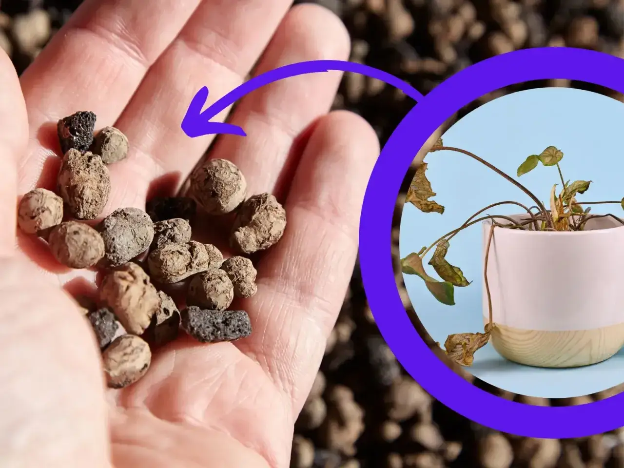 Dłoń trzyma keramzyt, kt&oacute;ry może pom&oacute;c uratować usychającą roślinę w doniczce.