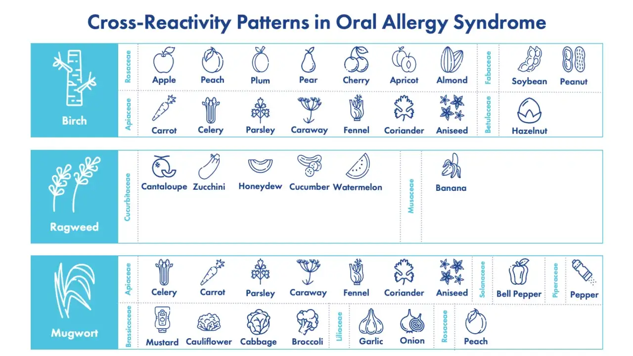 Wykres pokazuje wzorce alergii krzyżowych. Osoby z alergią na brzozę mogą reagować na jabłka, marchew, seler.