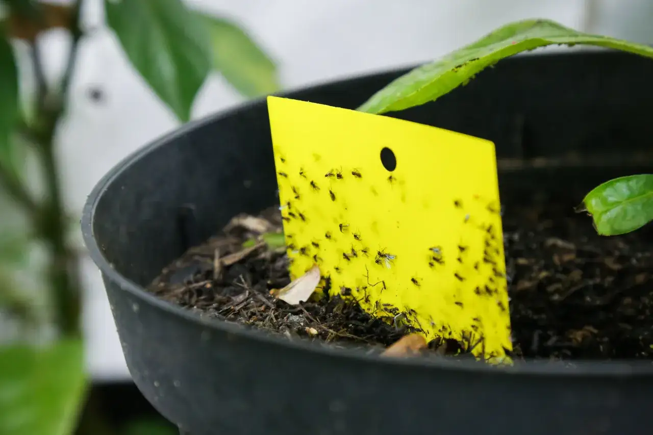 Ż&oacute;łta pułapka na owady w doniczce pełna schwytanych meszek.