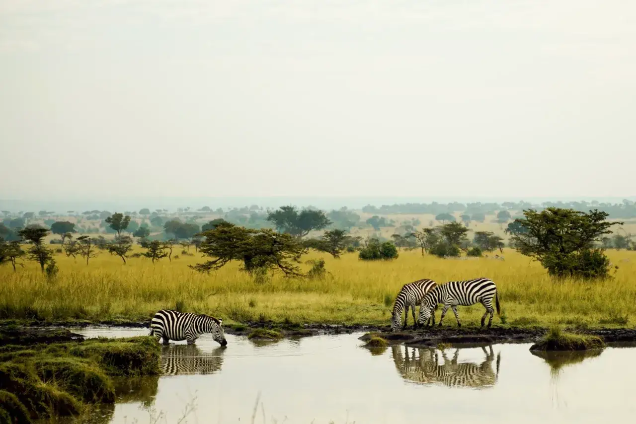Trzy zebry piją wodę z wodopoju na tle sawanny. To jedne z wielu atrakcji Nairobi.