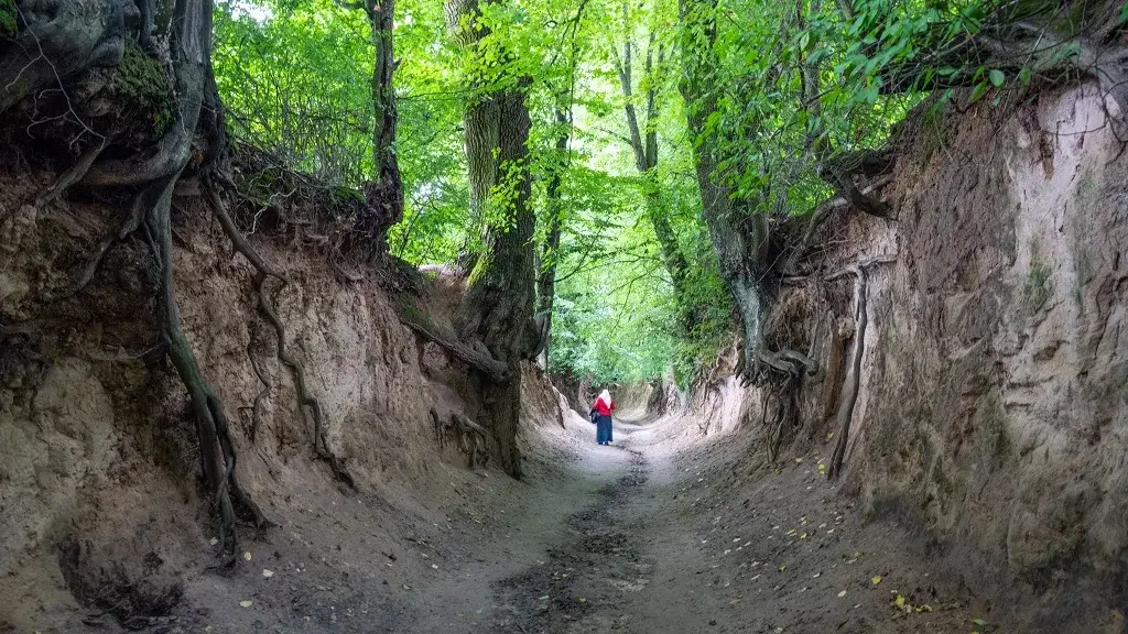 Wąwóz lessowy Korzeniowy Dół Kazimierz Dolny