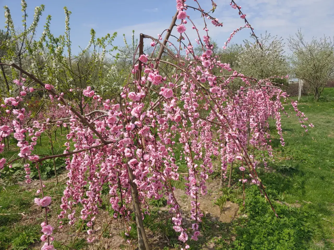 Zdjęcie Jak kwitnie brzoskwinia - poznaj tajemnice pięknych kwiatów