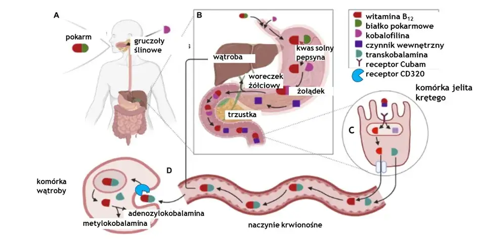 rola witaminy b12 w organizmie schemat
