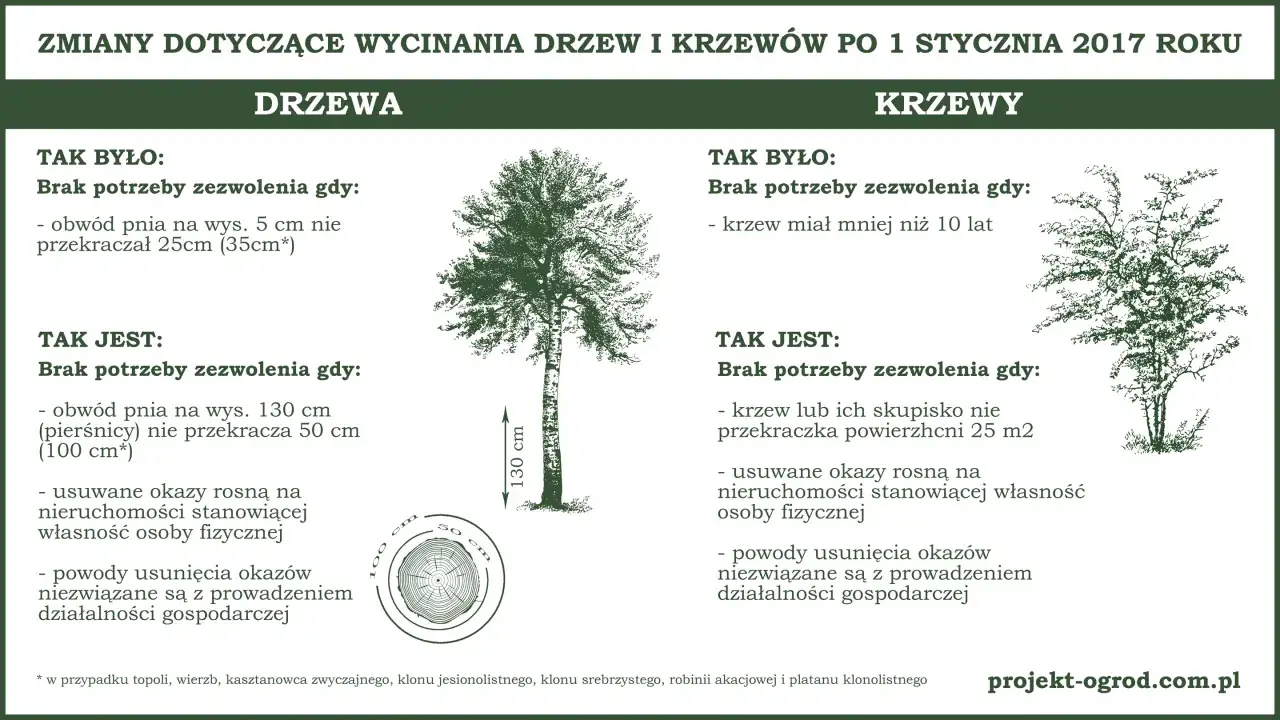 Zmiany w przepisach dot. wycinania drzew: do jakiej średnicy można wyciąć drzewo bez zezwolenia? Dawniej 25 cm, teraz 50 cm (130 cm od ziemi).