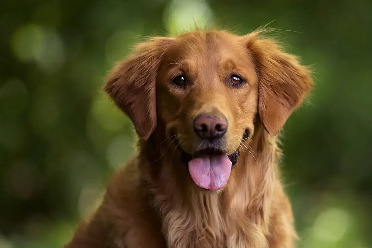 Uroczy golden retriever, kt&oacute;ry pokazuje, jak dbać o swojego pupila. Wskaz&oacute;wki dotyczące pielęgnacji i zdrowia.