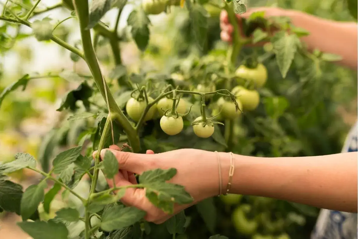 Ogławianie pomidor&oacute;w w doniczce, przycinanie wierzchołka pomidora